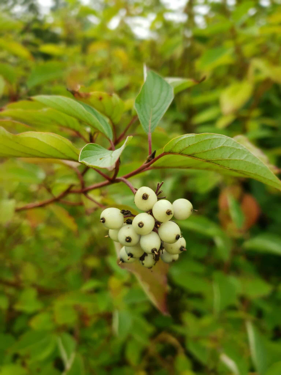 Red-Osier-Dogwood2